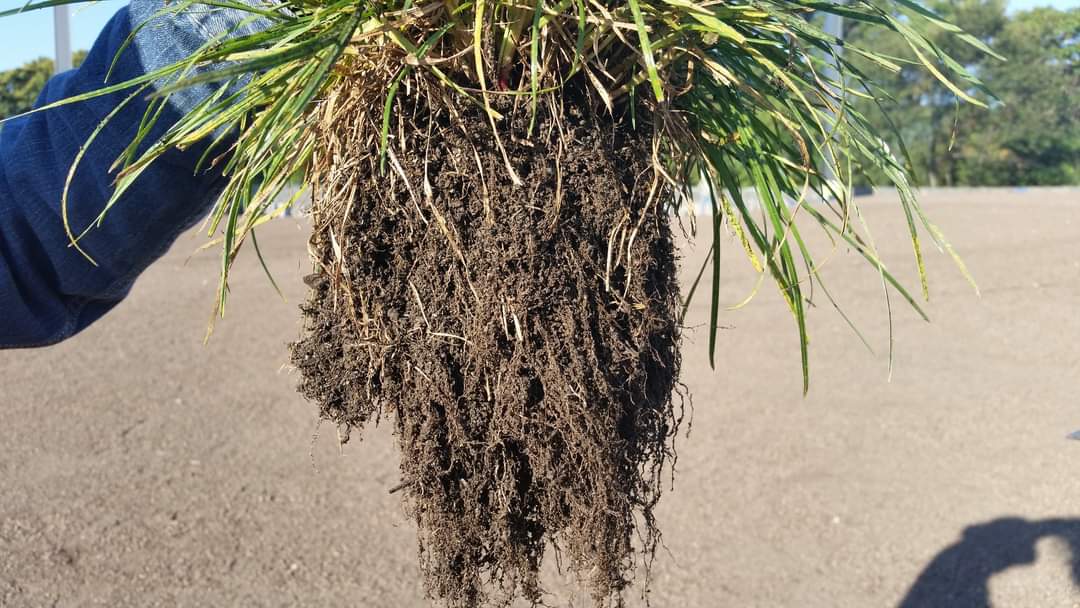 A clump of established hydroseeded turf lifted to show a deep, dense root mass
